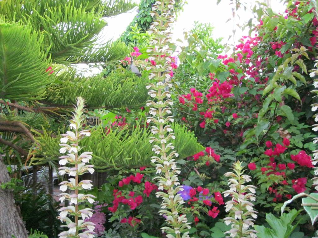 סנטה ברברה A White Jasmine Inn מראה חיצוני תמונה